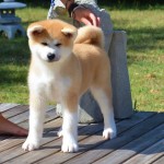 akita cucciola