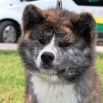 AKITA INU TIGRATA