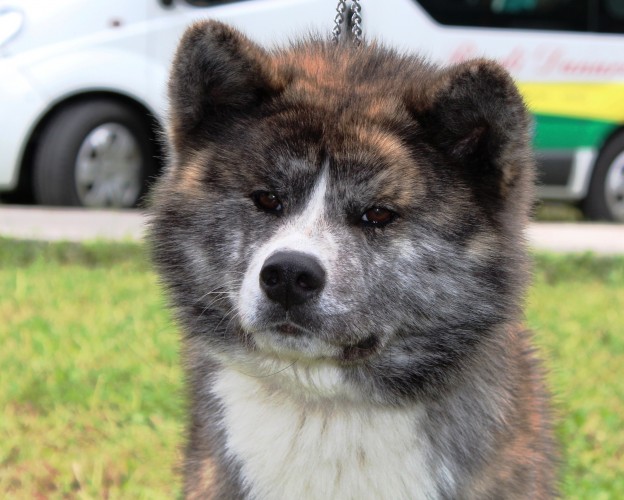 AKITA INU TIGRATA