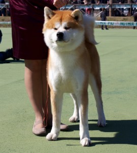 AKITA INU