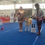 BOB INT.DOG SHOW REGGIO EMILIA 2012