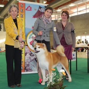 AKITA   BOB EXPO GONZAGA