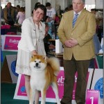 wds 2013 akita inu