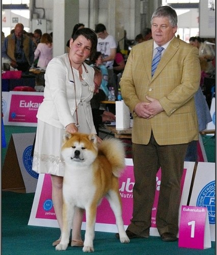 wds 2013 akita inu