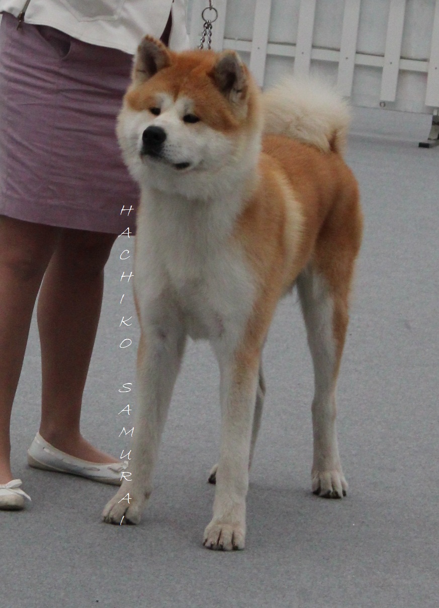 hachi breed hachiko breed breeds picture hachi breed hachiko breed breeds picture