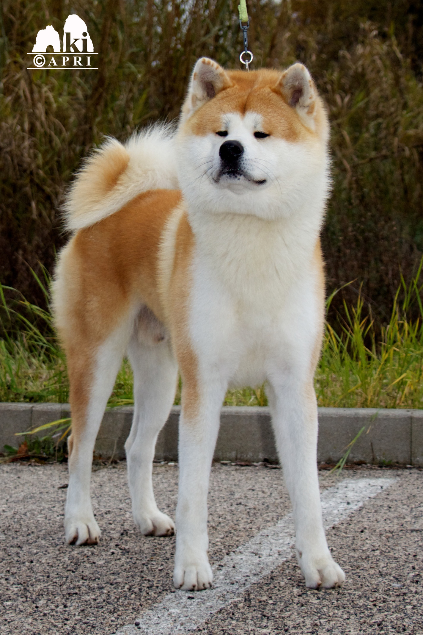 hachi breed hachiko samurai e aki go hachiko samurai hachi breed hachiko samurai e aki go hachiko samurai