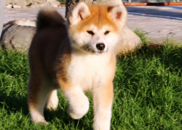 hachi breed hachiko breed breeds picture hachi breed hachiko breed breeds picture