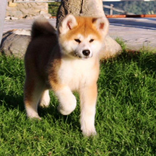 hasu