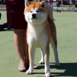 akita