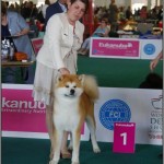 hachiko samurai akita