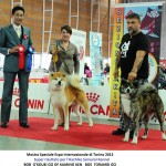 Hachiko Samurai Kennel BOB e BOS