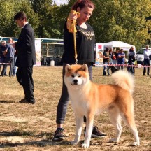 HACHIKO SAMURAI UNKEI